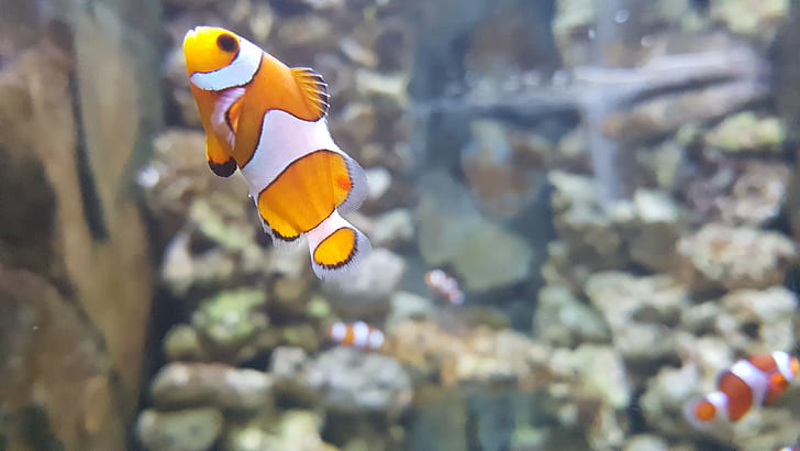 clownfish for skype download free